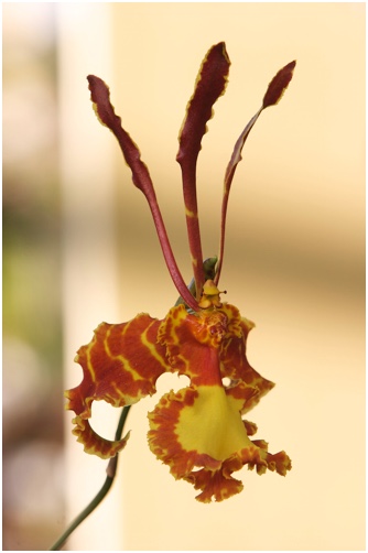 gelb-orangene Orchidee