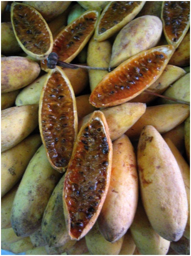 Früchte aus Madeira