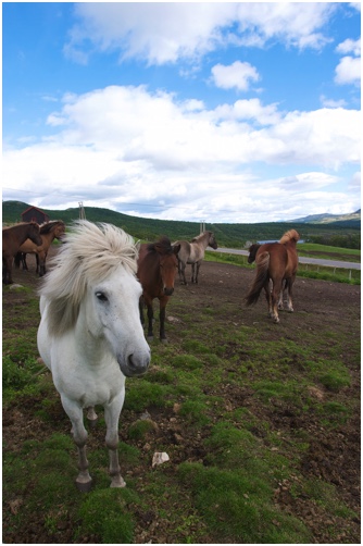 Pferde in Norwegen