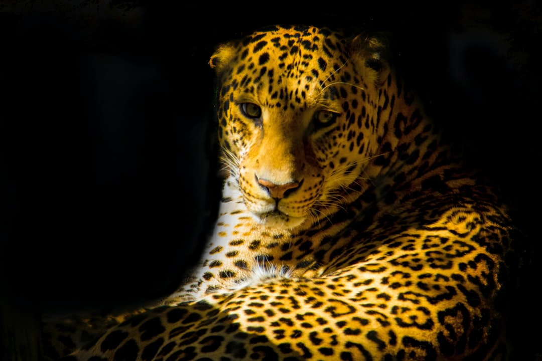 Leopard